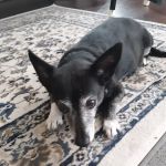 Banfield Pet Hospital