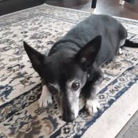 Banfield Pet Hospital ico