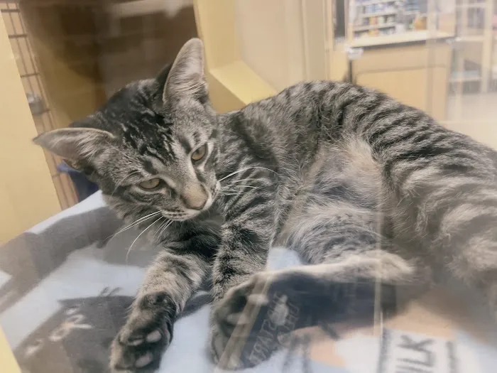 Banfield Pet Hospital Picture 4
