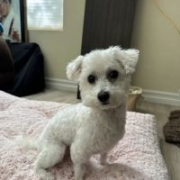 Bliss Animal Hospital ico