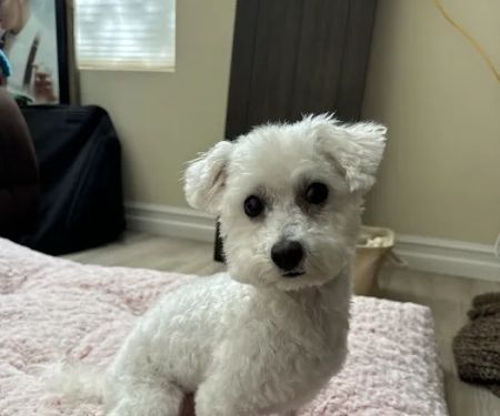 Bliss Animal Hospital