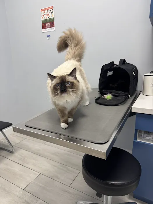 Bliss Animal Hospital Picture 5
