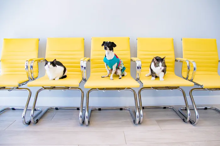 Bliss Animal Hospital Picture 10