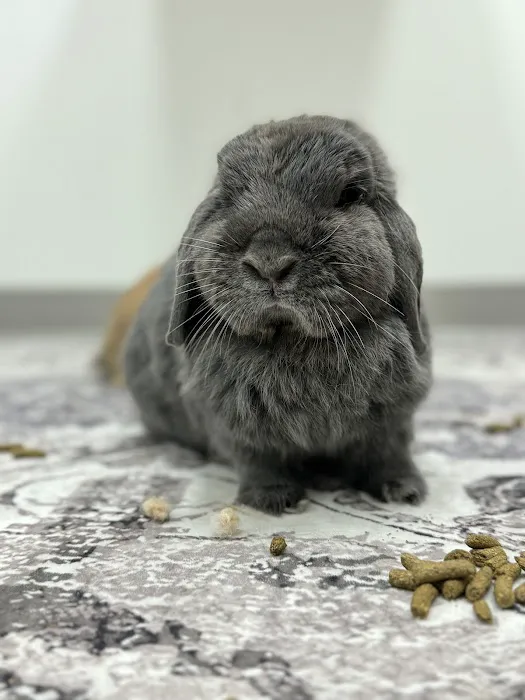 Fauna Veterinary Collective Picture 3