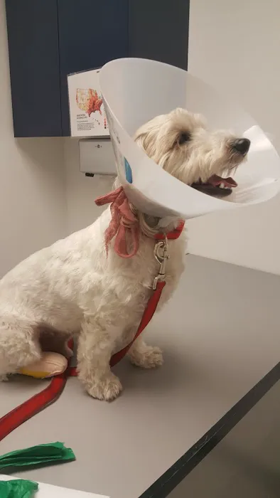 Alisos Animal Hospital Picture 3