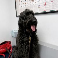Alisos Animal Hospital ico