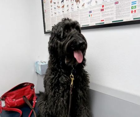 Alisos Animal Hospital