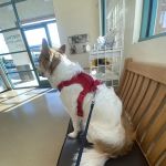 Foothill Animal Hospital, Inc.