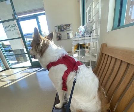 Foothill Animal Hospital, Inc.