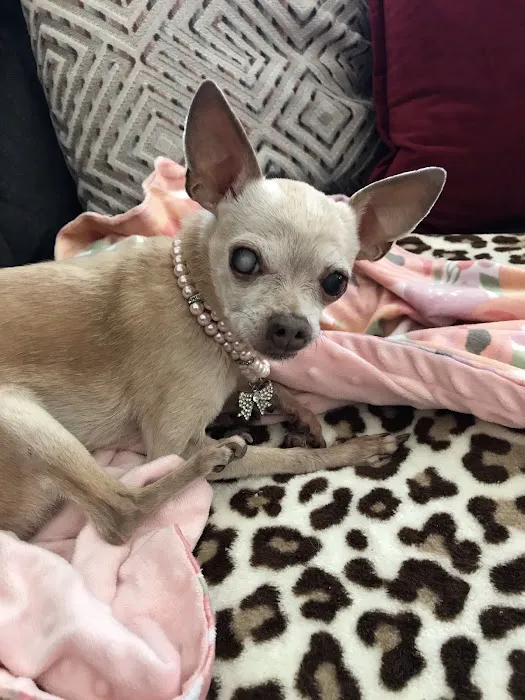 Animal Urgent Care of South Orange County Picture 2