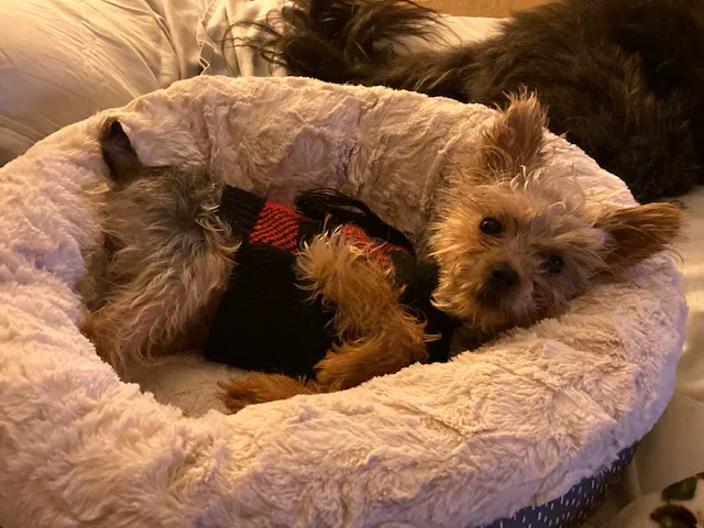 Animal Urgent Care of South Orange County Picture 1