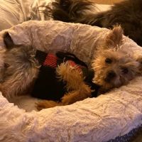 Animal Urgent Care of South Orange County ico