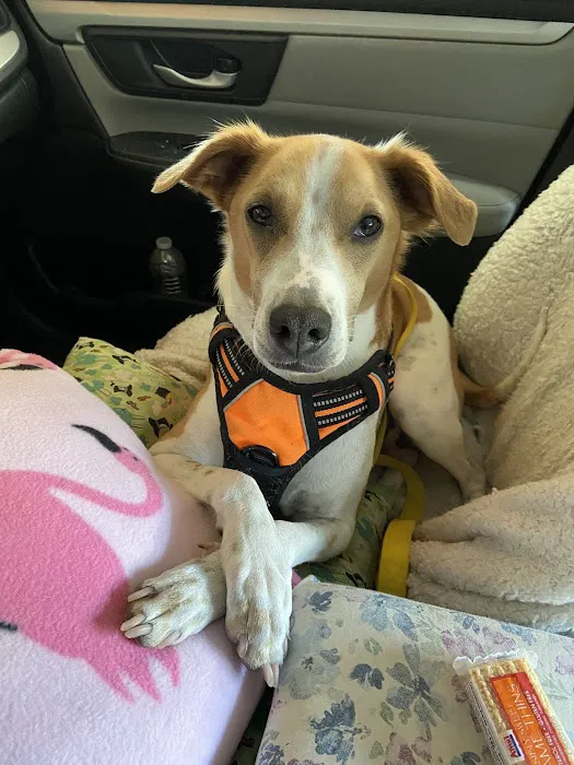 Animal Urgent Care of South Orange County Picture 7
