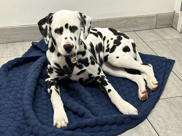 Animal Urgent Care of South Orange County Picture 9