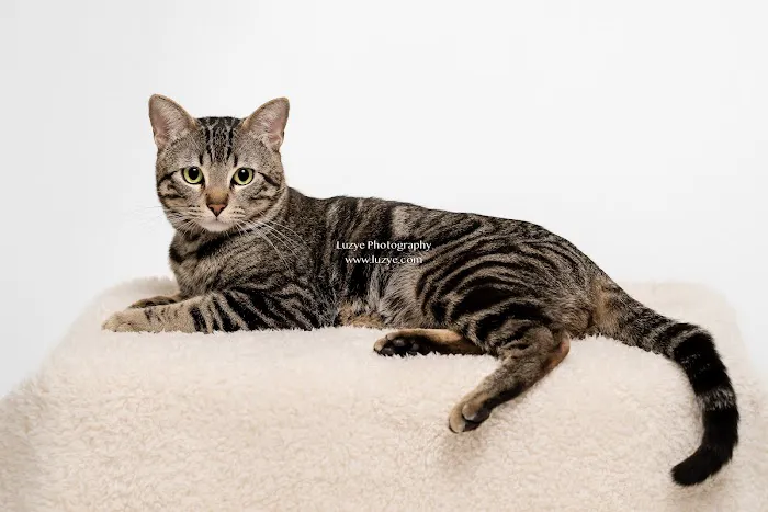 Oso Pet Care Center Picture 3