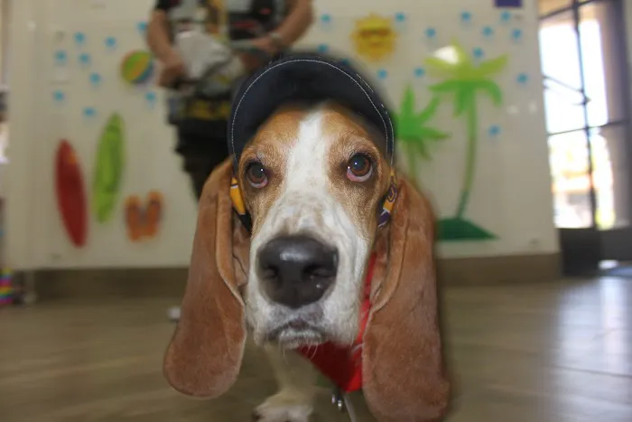 Oso Pet Care Center Picture 5