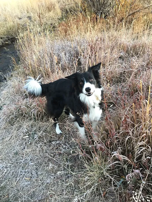 Oso Pet Care Center Picture 10