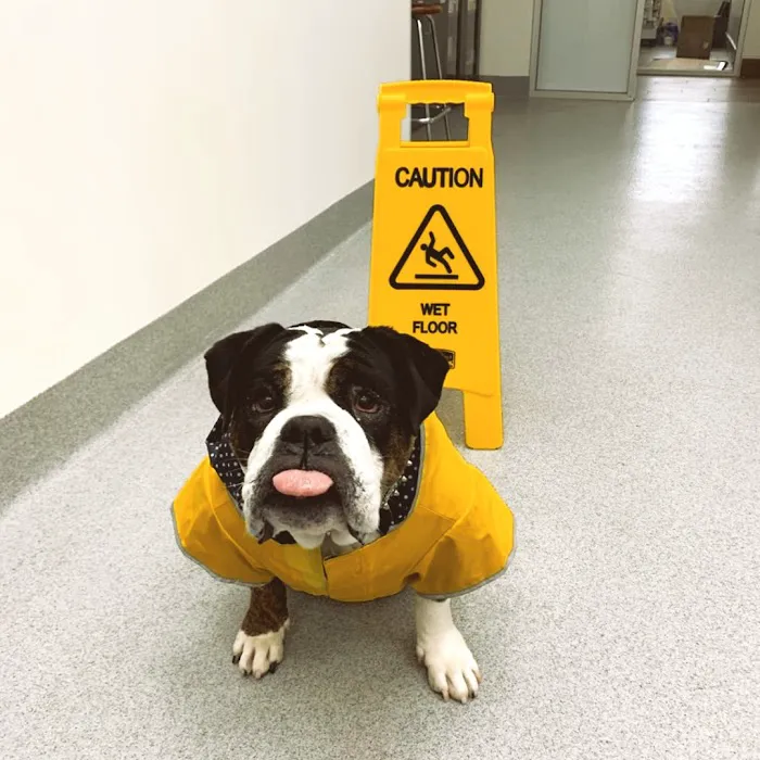 Oso Pet Care Center Picture 6