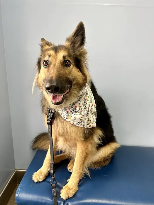 Oso Pet Care Center Picture 7