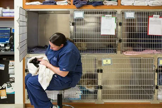 Rancho Viejo Animal Hospital Picture 3