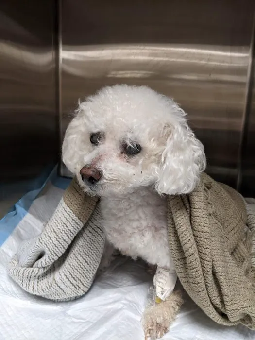 BrightCare Animal ER - Emergency Veterinarian Picture 2