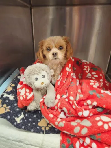 Precision Veterinary Surgery Picture 5