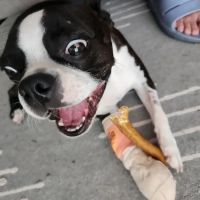 BrightCare Veterinary Group - Animal Neurology & Imaging ico