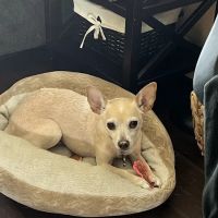 VetRelief.pet ico