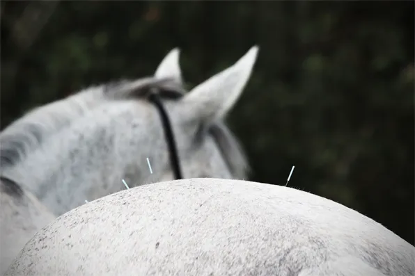 Baileys Equine Picture 1