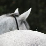 Baileys Equine