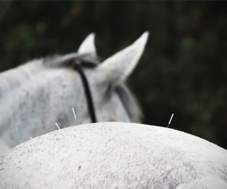 Baileys Equine