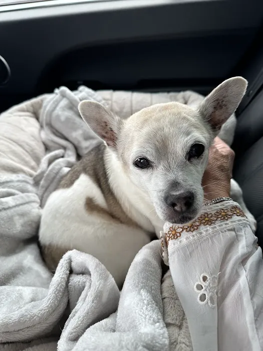 CVCA Cardiac Care for Pets Picture 1