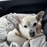 CVCA Cardiac Care for Pets