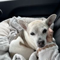 CVCA Cardiac Care for Pets ico