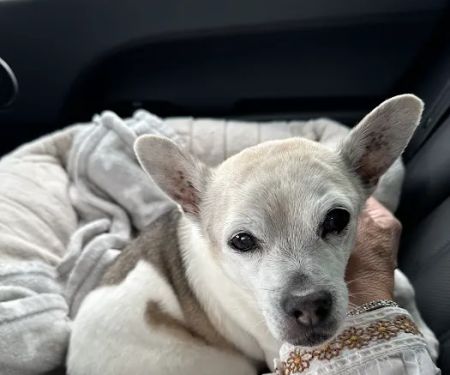 CVCA Cardiac Care for Pets