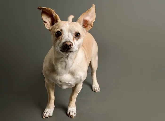 CVCA Cardiac Care for Pets Picture 7