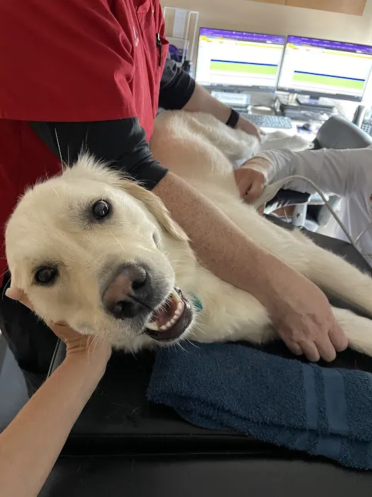 CVCA Cardiac Care for Pets Picture 9