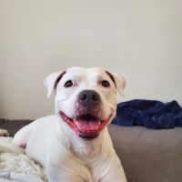 San Juan Animal Hospital ico