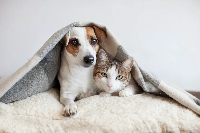 Salt & Sea Veterinary Hospital Picture 3