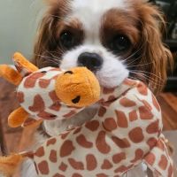 Salt & Sea Veterinary Hospital ico