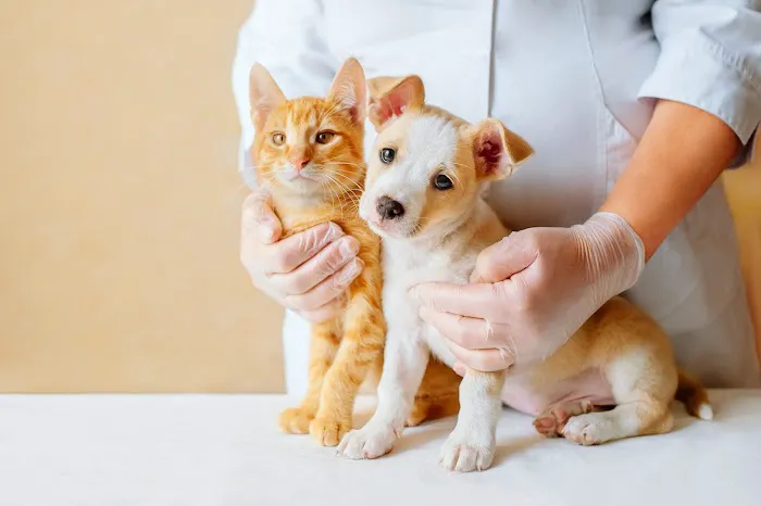 Salt & Sea Veterinary Hospital Picture 8