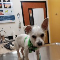 Banfield Pet Hospital ico