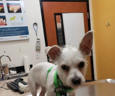Banfield Pet Hospital