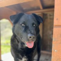 PetSmart Veterinary Services - San Juan Capistrano ico
