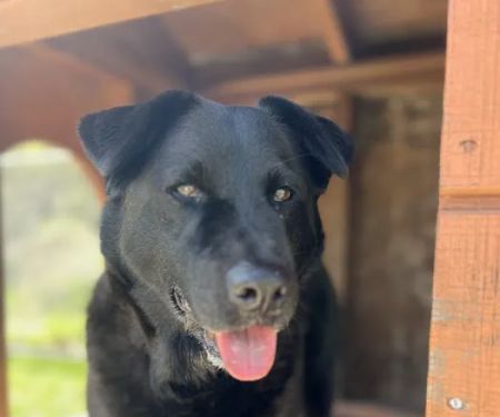 PetSmart Veterinary Services - San Juan Capistrano