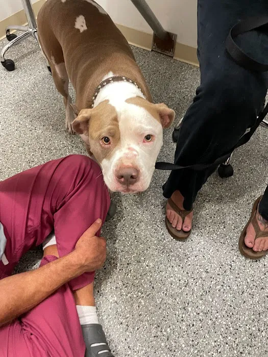 Beachside Animal Hospital and Surgery Centre Picture 9