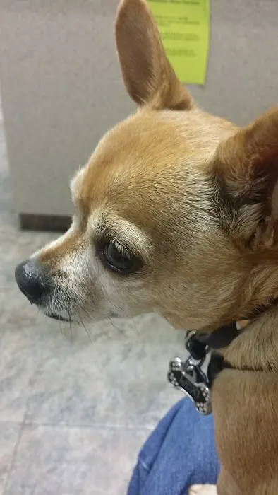 Ortega Animal Care Center Picture 2