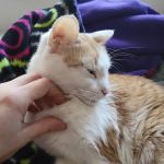 Ortega Animal Care Center