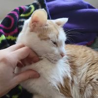 Ortega Animal Care Center ico
