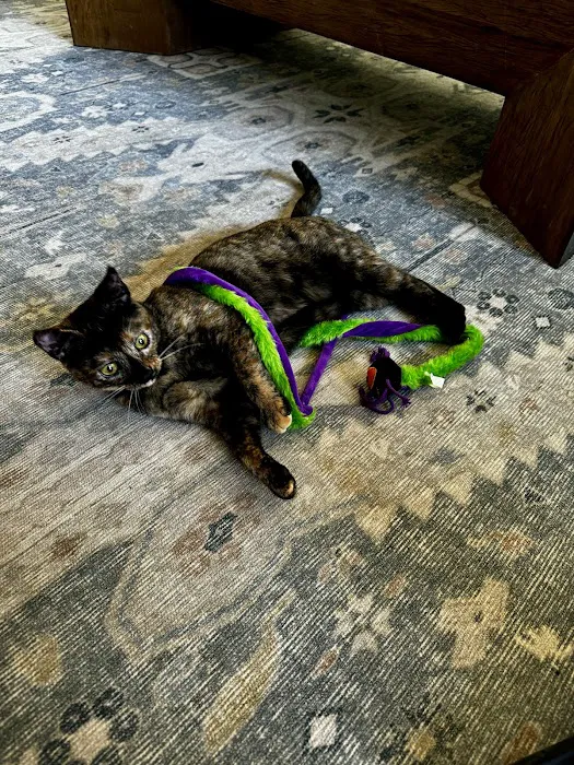 Marguerite Animal Hospital Picture 9